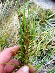 Aciphylla crenulata