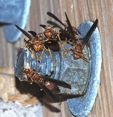 Polistes bahamensis