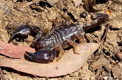 Urodacus manicatus