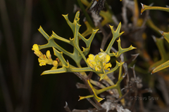Synaphea spinulosa
