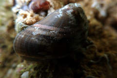 Stomatella impertusa