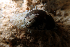 Stomatella impertusa