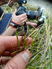 Aciphylla crenulata