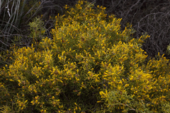Synaphea spinulosa