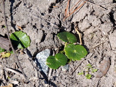 Hydrocotyle bonariensis