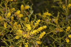 Synaphea spinulosa
