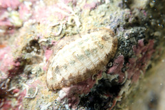 Ischnochiton ptychius
