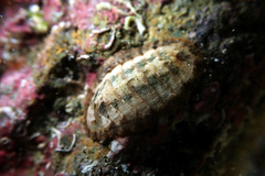 Ischnochiton ptychius