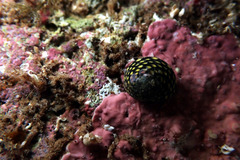 Chlorodiloma odontis