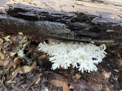 Hericium