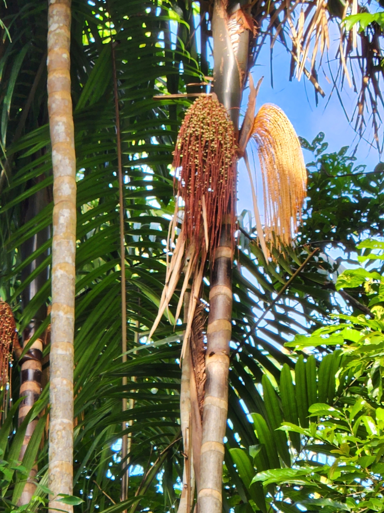 Imagem de Bacaba-de-leque