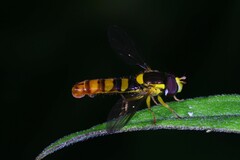 Sphaerophoria philanthus