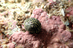 Chlorodiloma odontis