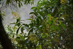 Palicourea weberbaueri