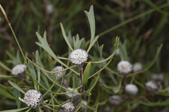 Isopogon tridens