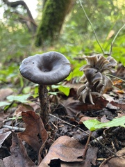 Pseudoclitocybe