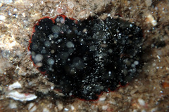 Dendrodoris arborescens