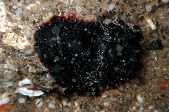 Dendrodoris arborescens