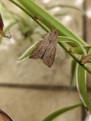 Mythimna convecta
