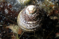 Austrocochlea constricta