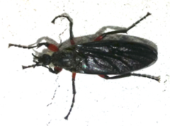 Bibio femoratus