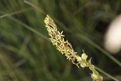 Tripterococcus brunonis