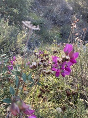 Lathyrus vestitus alefeldii