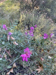 Lathyrus vestitus alefeldii