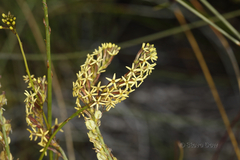 Tripterococcus brunonis