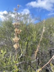 Trichostema lanatum