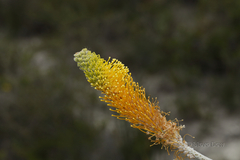 Grevillea eriostachya