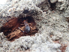 Anisolabis littorea