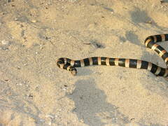 Laticauda saintgironsi