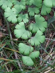 Adiantum digitatum