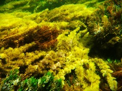 Olisthops cyanomelas