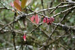 Macleania rupestris