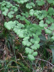 Adiantum digitatum