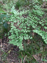 Adiantum digitatum