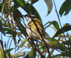 Melithreptus albogularis