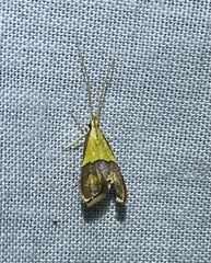 Crocanthes prasinopis