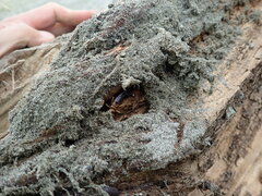 Anisolabis littorea