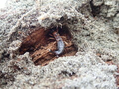 Anisolabis littorea