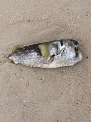 Dicotylichthys punctulatus