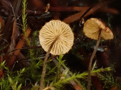 Crinipellis piceae