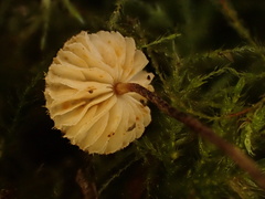 Crinipellis piceae