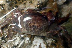 Cyclograpsus audouinii