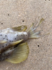 Dicotylichthys punctulatus