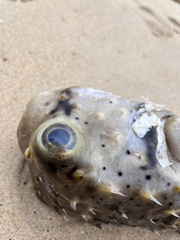 Dicotylichthys punctulatus