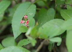 Indigofera hendecaphylla
