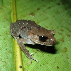 Leptobrachium hasseltii